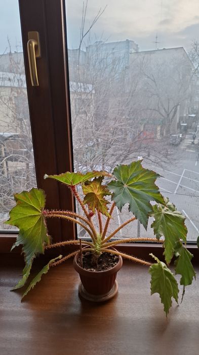 Бегония комнатные растения