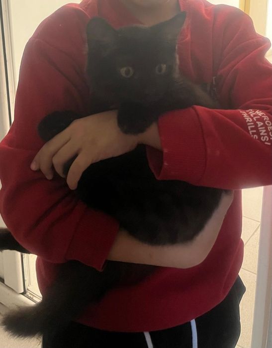 Котенок в добрые руки