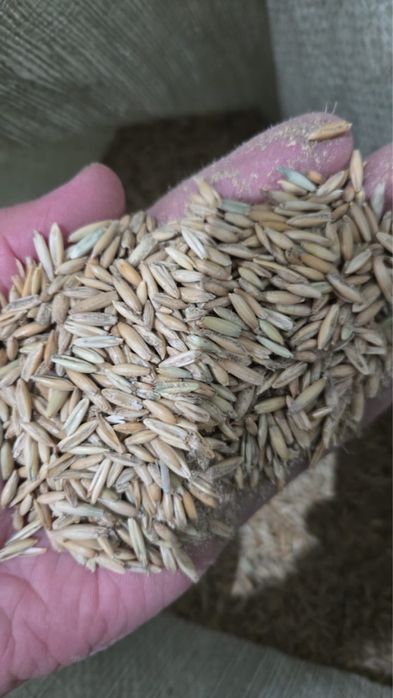 ячмень , пшеница , овес , зерно отход