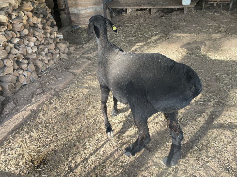 Тоқты пішпе сатылады