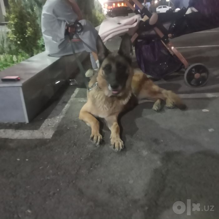 Хорошо немецкий овчарка