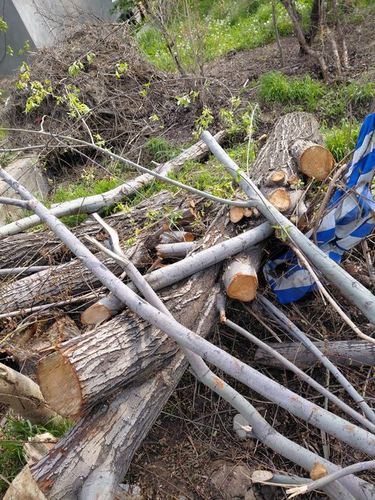 Terak 6 va 4  metrli qalinlari sotiladi