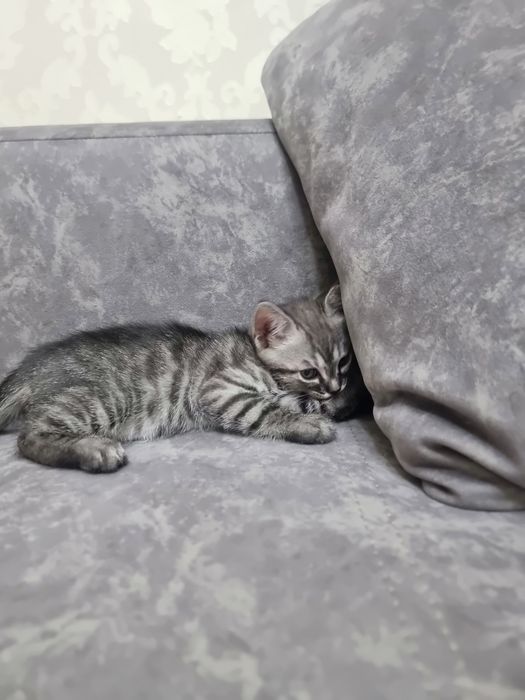 Отдам котят в добрые руки
