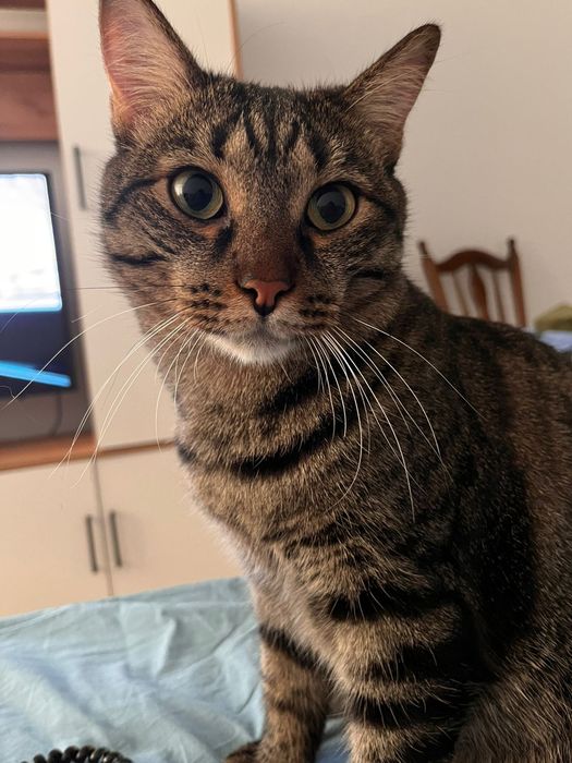 Отдам Кота в хорошие руки