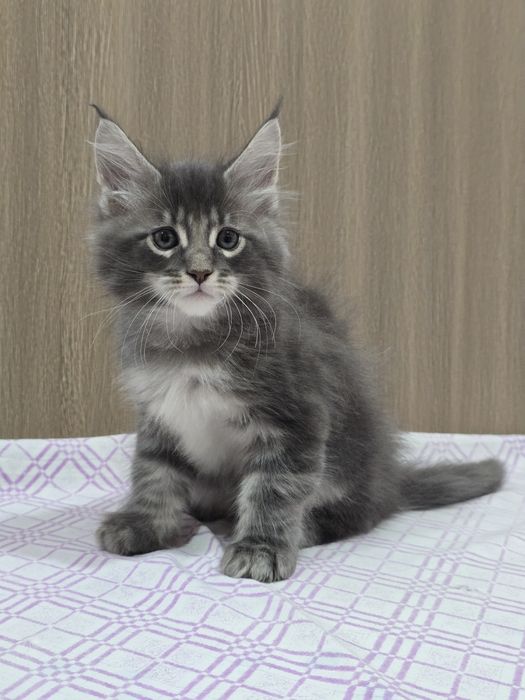 Мейн-кун мальчик