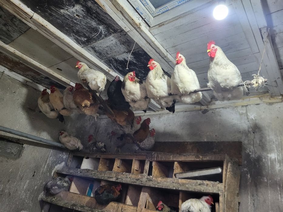Продам петухов породистых