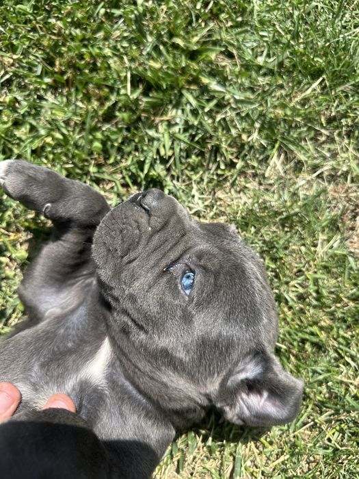 Se vinde Catelusa Cane Corso