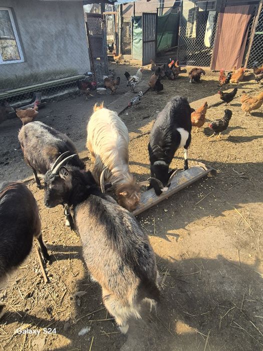 Vand 5 capre plus un tap