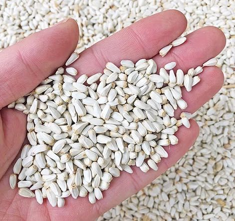 Как выглядит семя сафлора Как выглядит семя сафлора