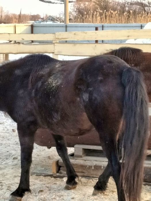 Лошади с откорма