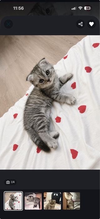 Шотландский котенок