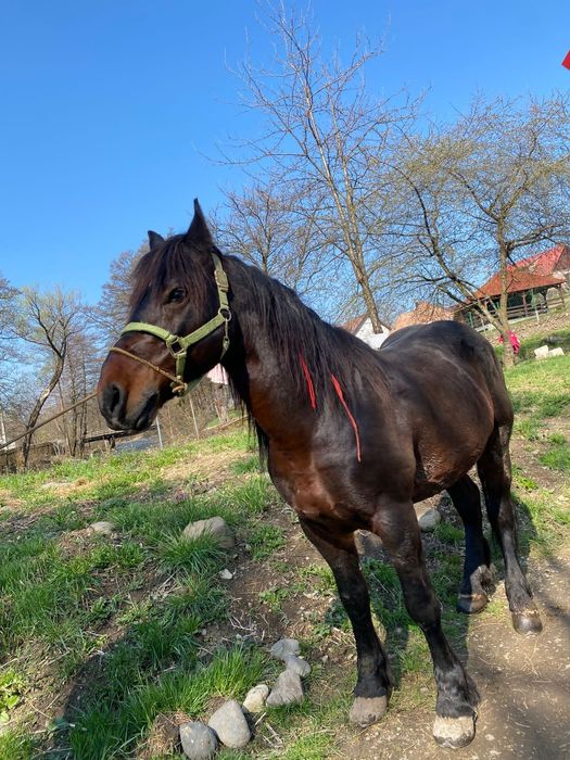 Vând cal de pădure