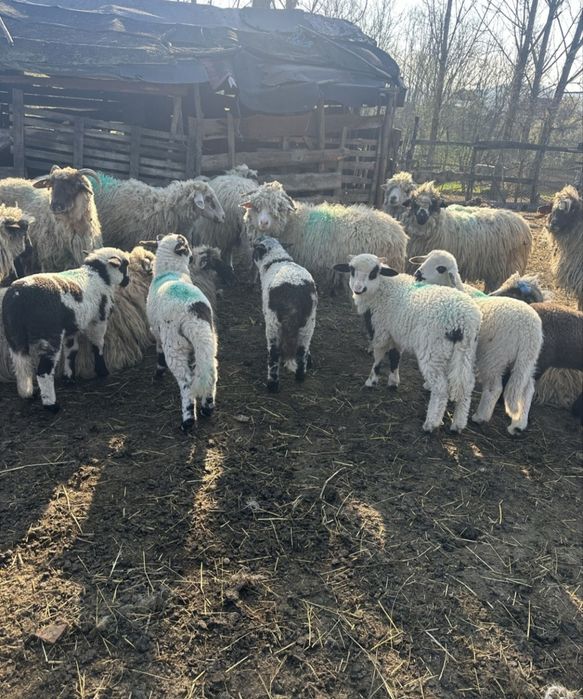 Miei de vânzare 40 lei kg tăiat s-au 23lei kg in viu