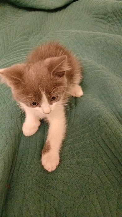 Котята 3р месяца
