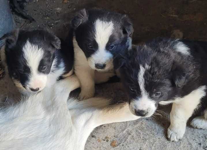 Очеровательные щенки ищут дом