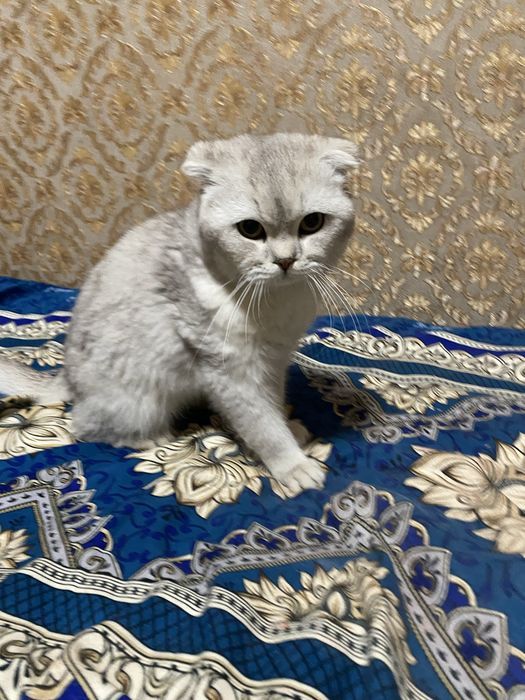 Scottish Fold серебристый кот 9 месяцев