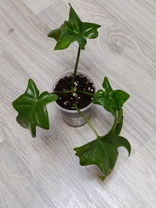 Продам домашние растения