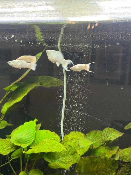 Молинези платина синеглазка