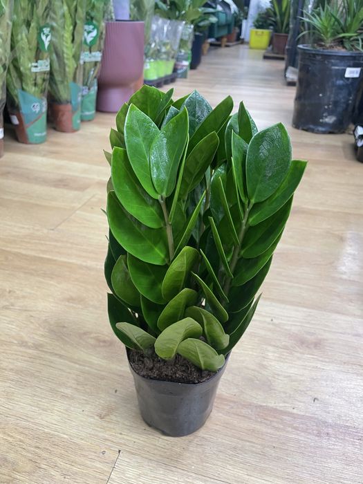 комнатные растении