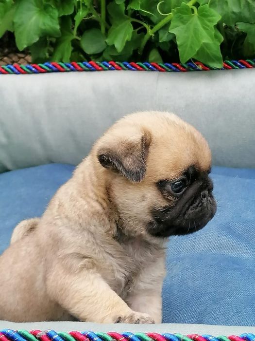 Мопсики с документами