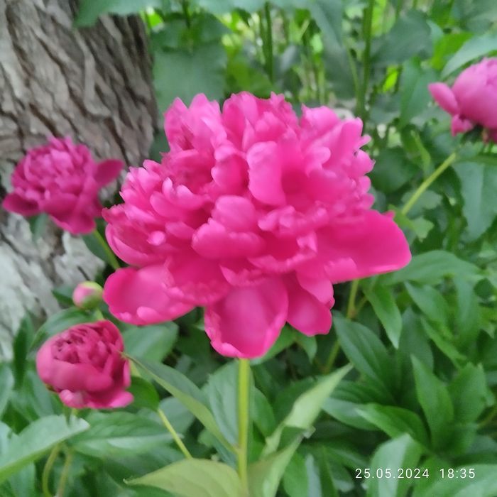 Корни пиона розового