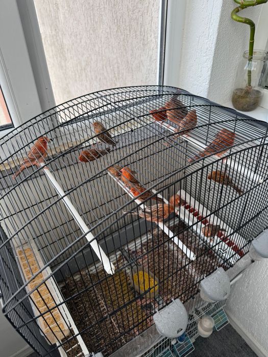 Canari de vanzare