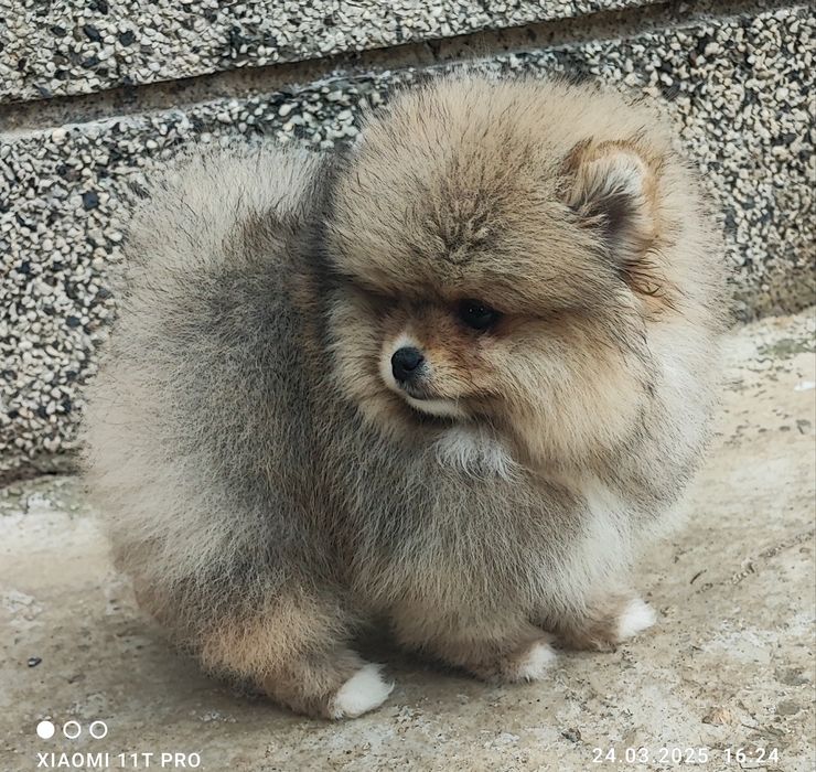 Померан померанче