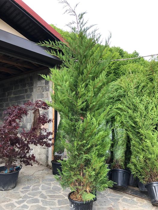 Tuia smaragd ( thuja ) columnaris, leylandii, brabant, tei, mesteacan.