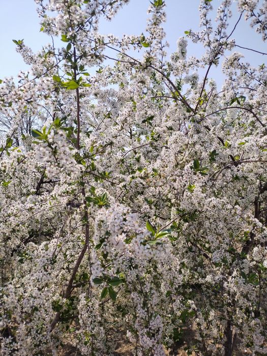 Продается дача 16,73 соток