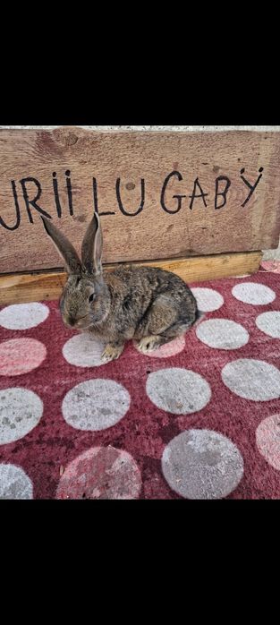 Vând 2 iepuri masculi belgieni