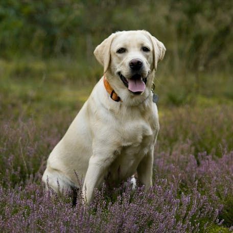 Лабрадор Кучук болалри сотилди 40 Кун   яяяя