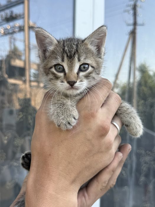 Отдам котят в хорошие руки