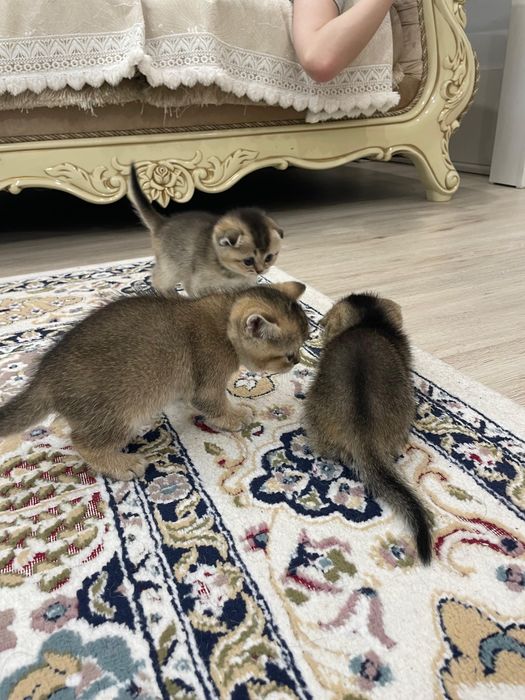 продажа пушистих шиншилл