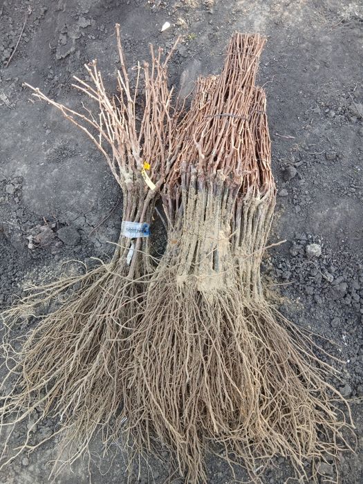 Butasi vita de vie altoita si hibrid