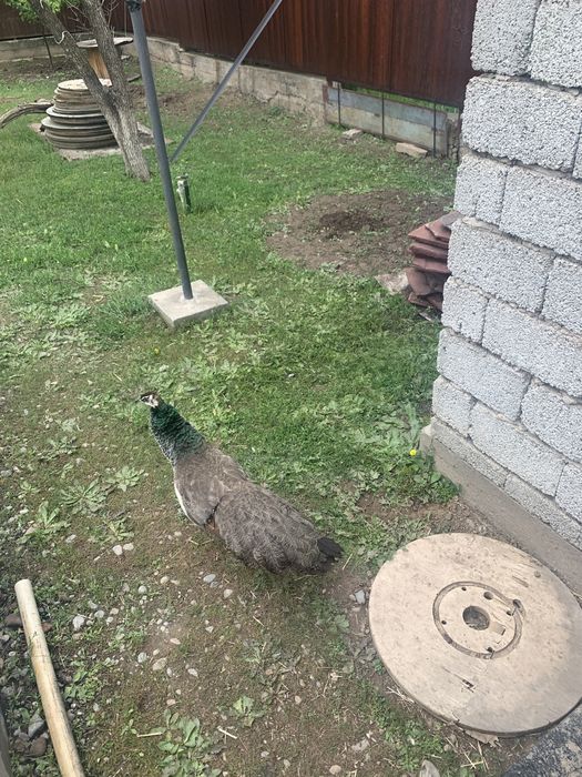 Продам яйцо индийского павлина