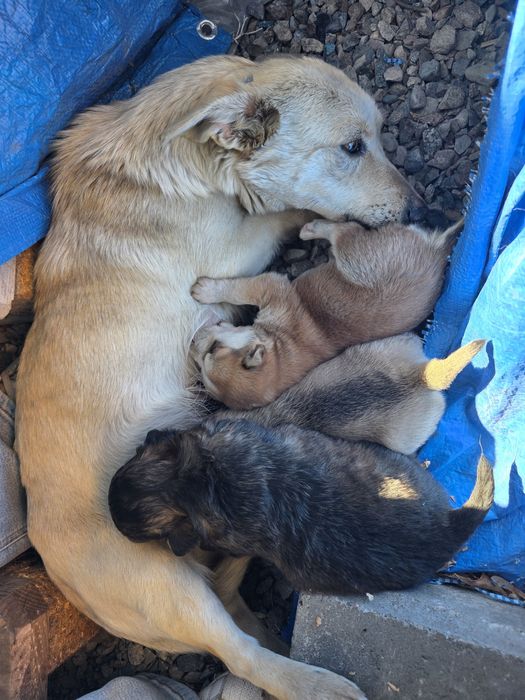 Передам в заботливые руки!