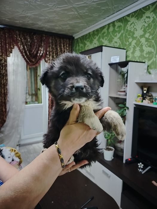 Отдам щенков в добрые руки