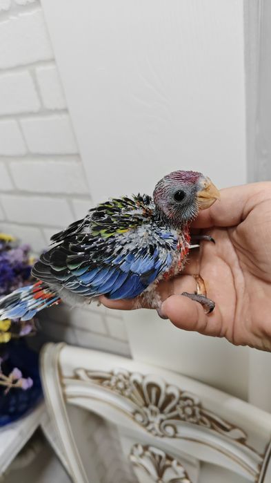 Продаётся птенец, попугая Красной Разеллы,