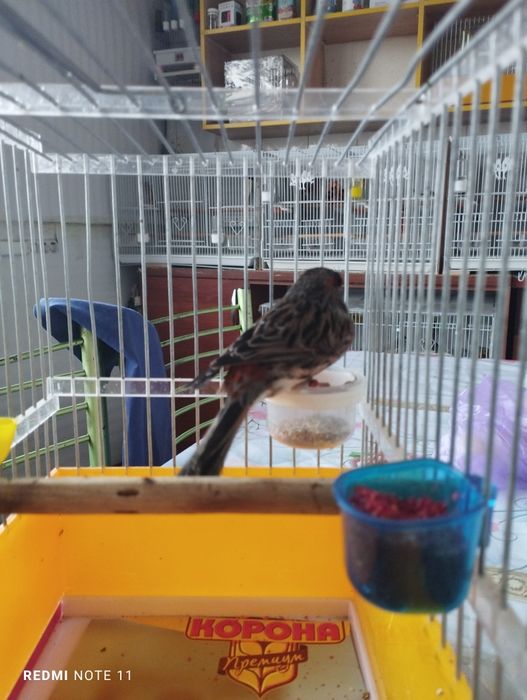 Черный красный мазайка НАР Сотилади.