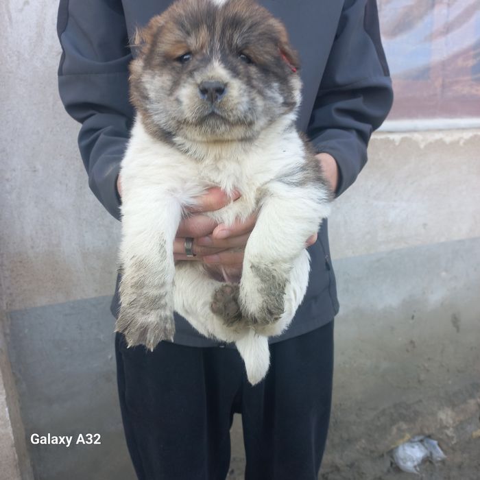 Алабай боласи сотилади эркаг 900000.сум