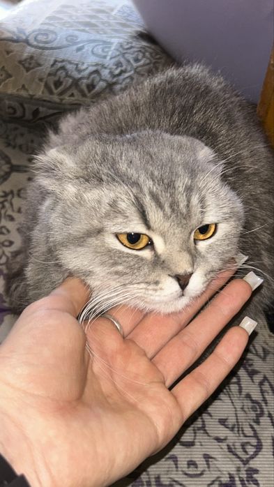 Котята , мальчики . Мать вислоухая