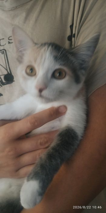 Котенок трехцветка