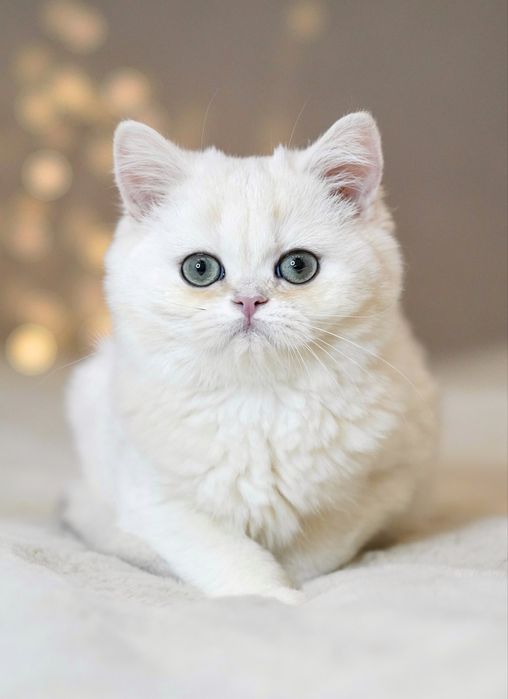 Британская золотая шиншилла