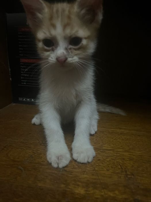 Срочно отдам котят