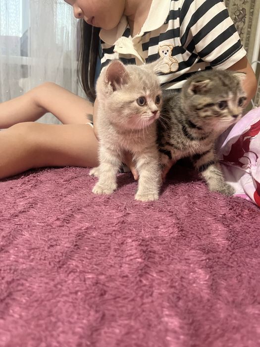 Шотландские котята