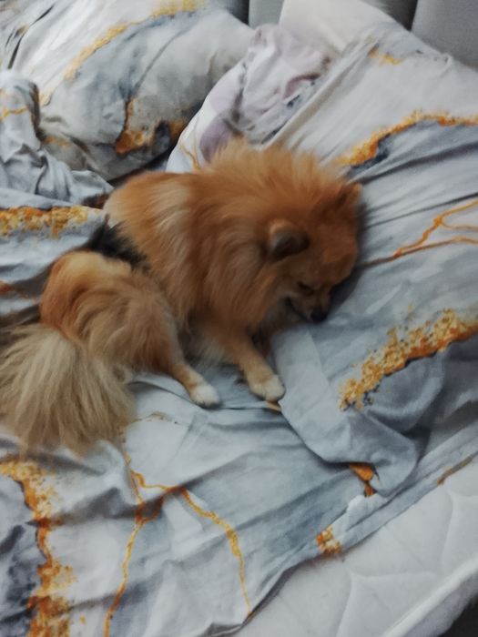 Шпиц на вязку год