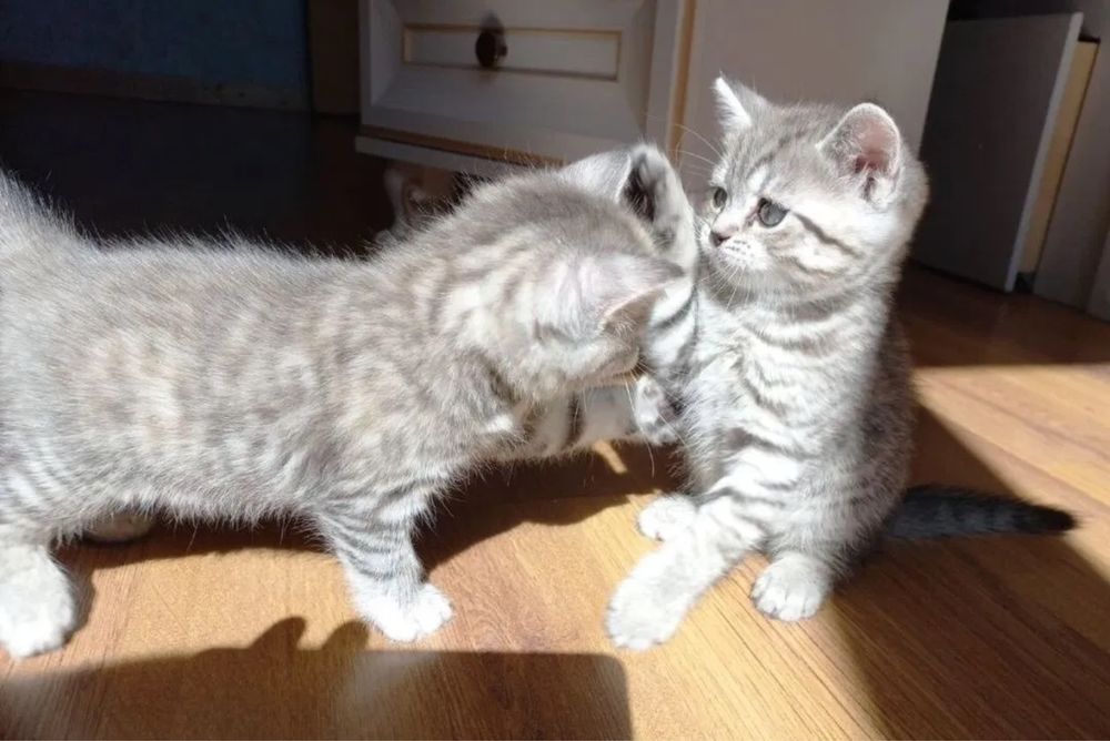 Котята Скоттиш Страйт