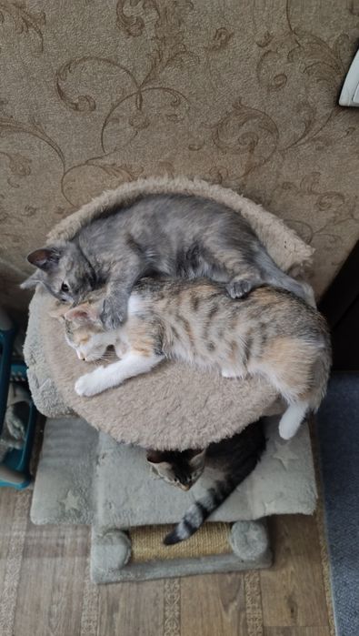 Кошечки в добрые руки