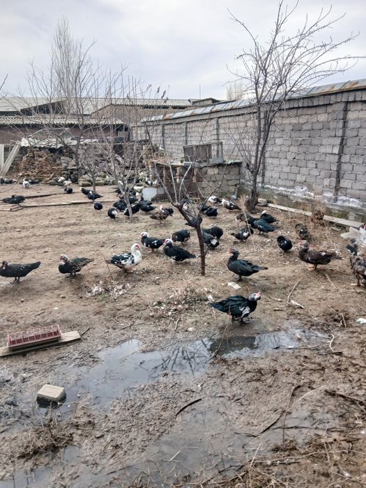 Индоутка оптом макиёнлар сотилади