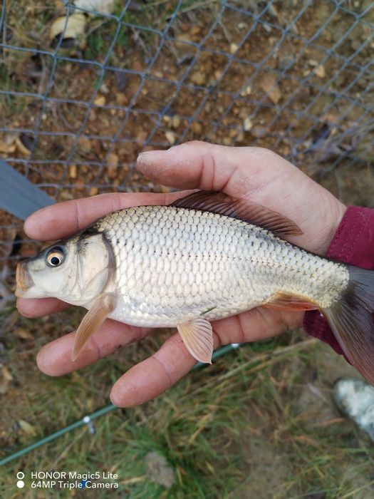 Crap puiet peste crap